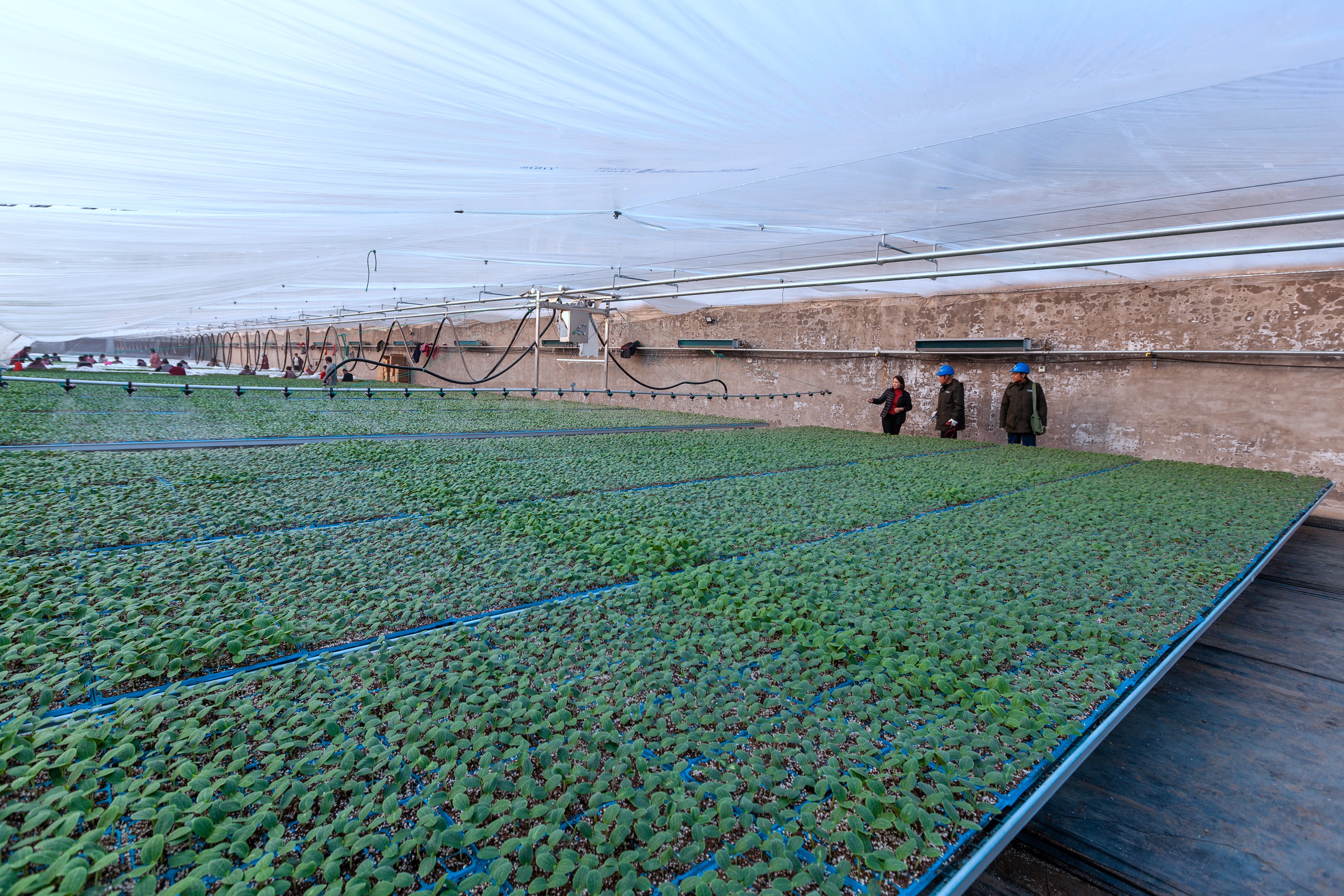 河南滑县电亮大棚暖