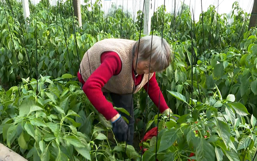 种植户在采摘辣椒。王亚坤摄
